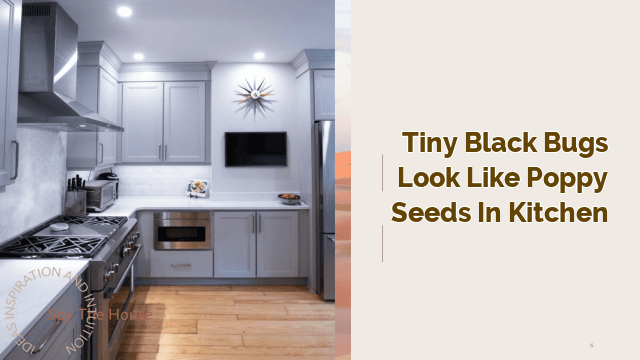 tiny black bugs look like poppy seeds in kitchen